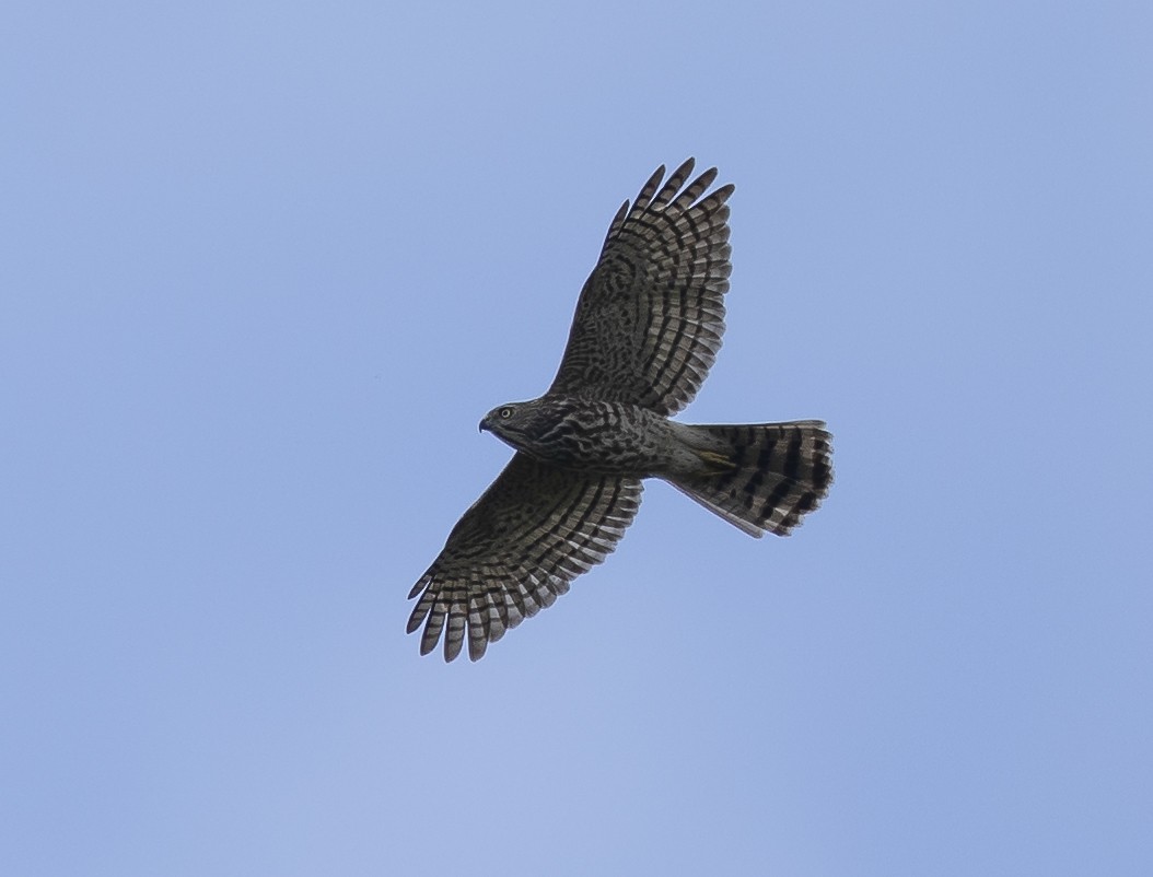 Shikra - ML643274102