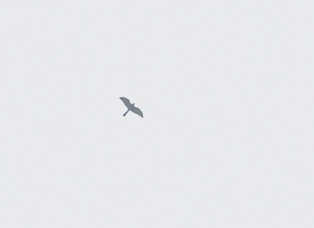 Chinese Sparrowhawk - ML643274109