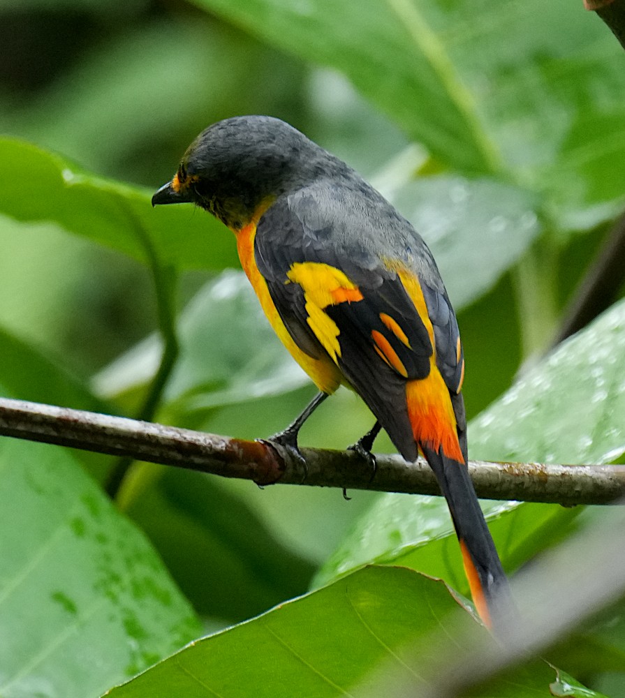 Orange Minivet - ML643274114