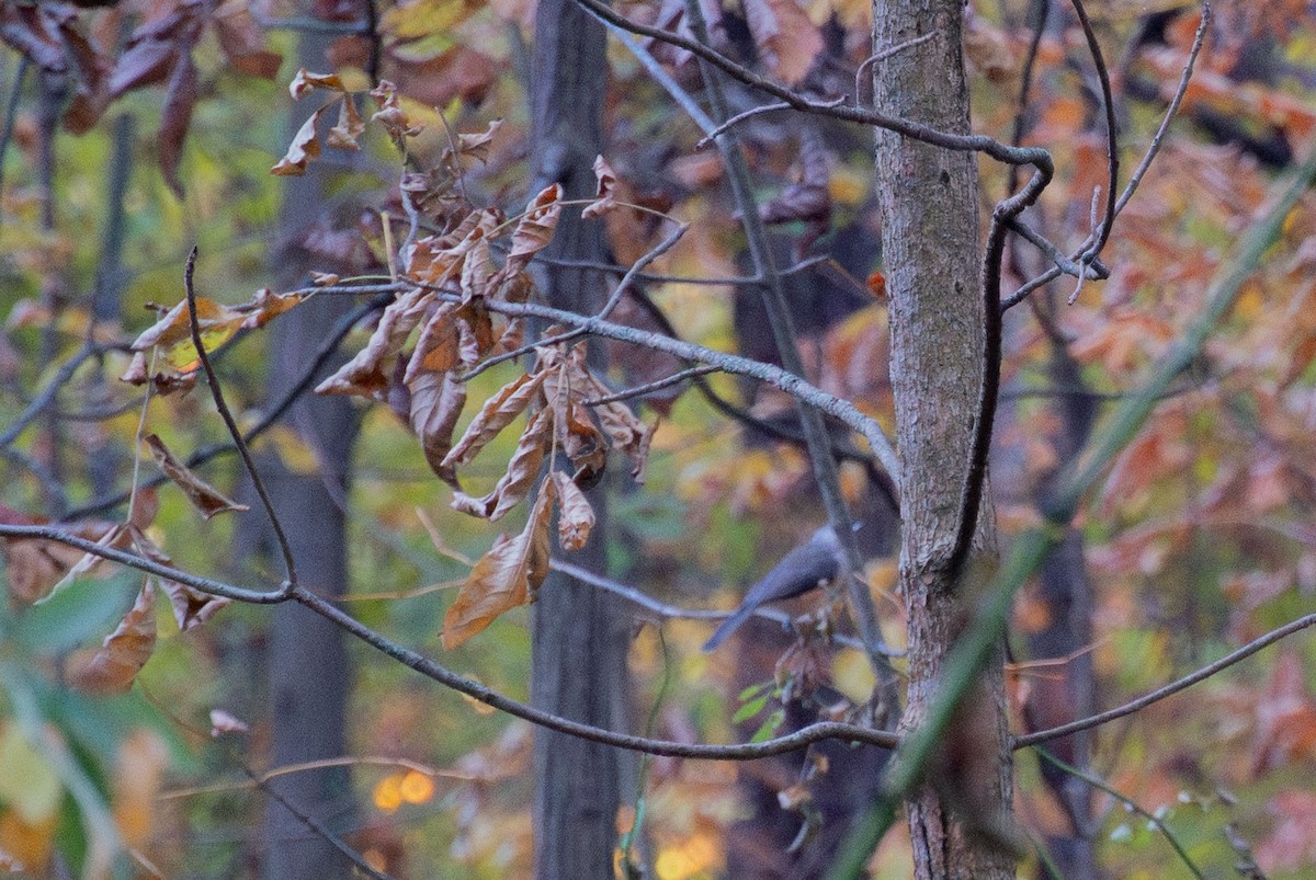 Tufted Titmouse - ML643274126