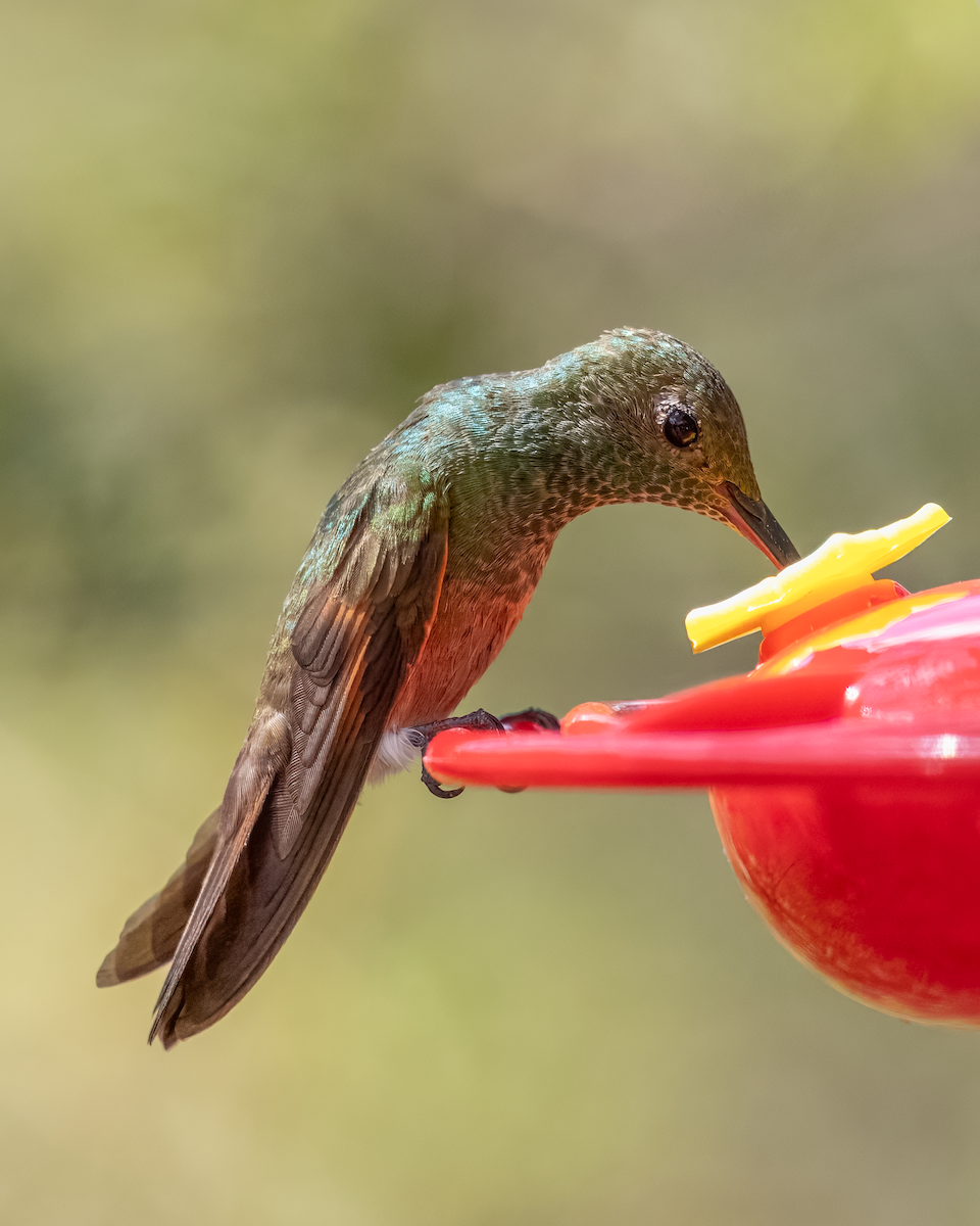 Berylline Hummingbird - ML643274196