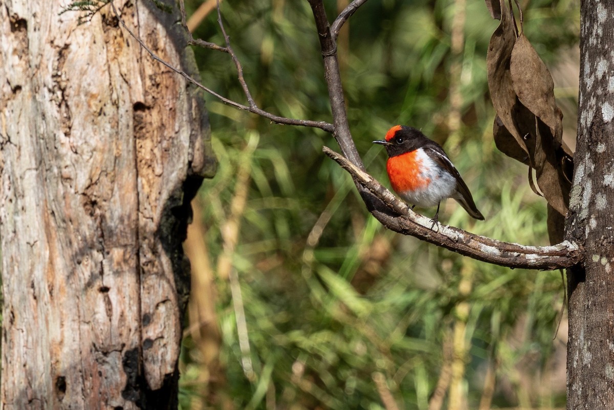 Red-capped Robin - ML643274198
