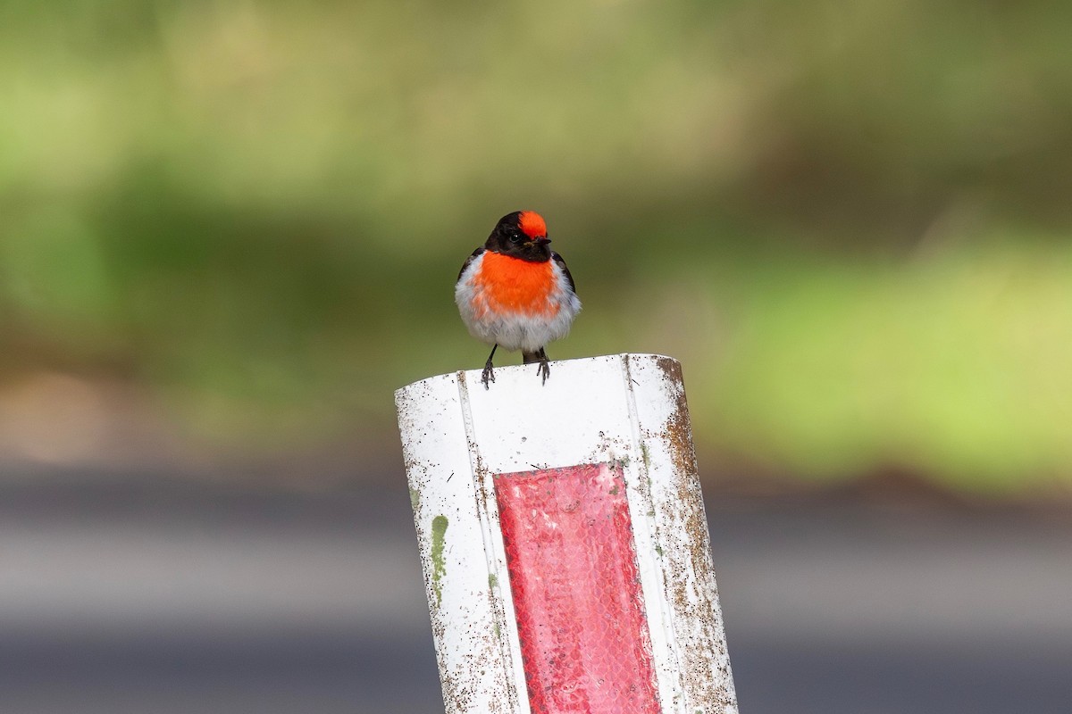 Red-capped Robin - ML643274199