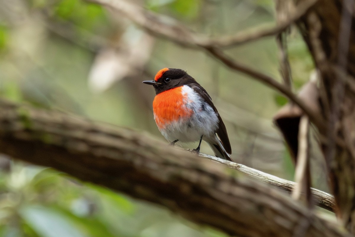 Red-capped Robin - ML643274200