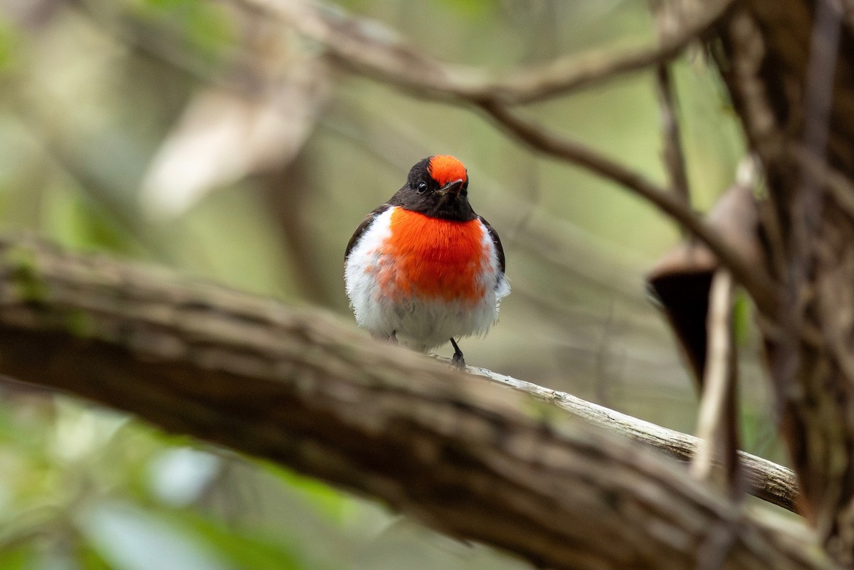 Red-capped Robin - ML643274201