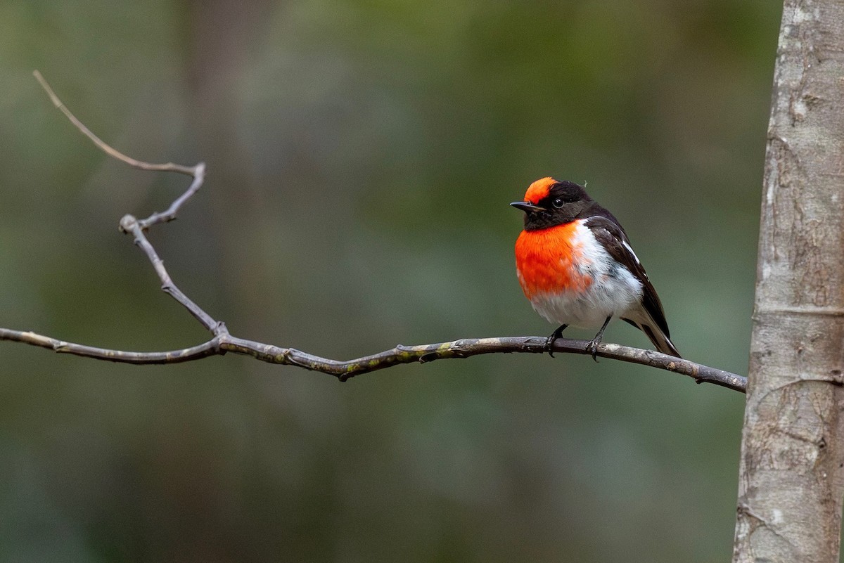 Red-capped Robin - ML643274202