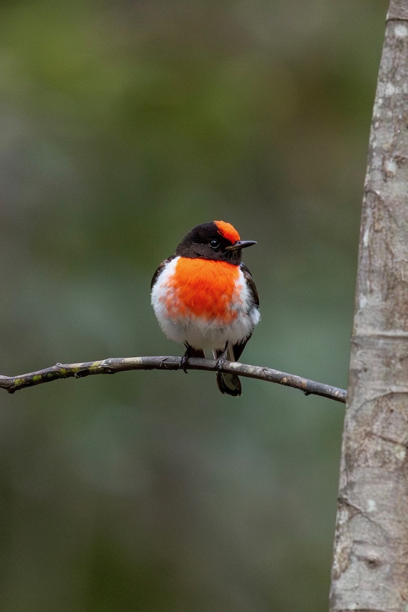 Red-capped Robin - ML643274203
