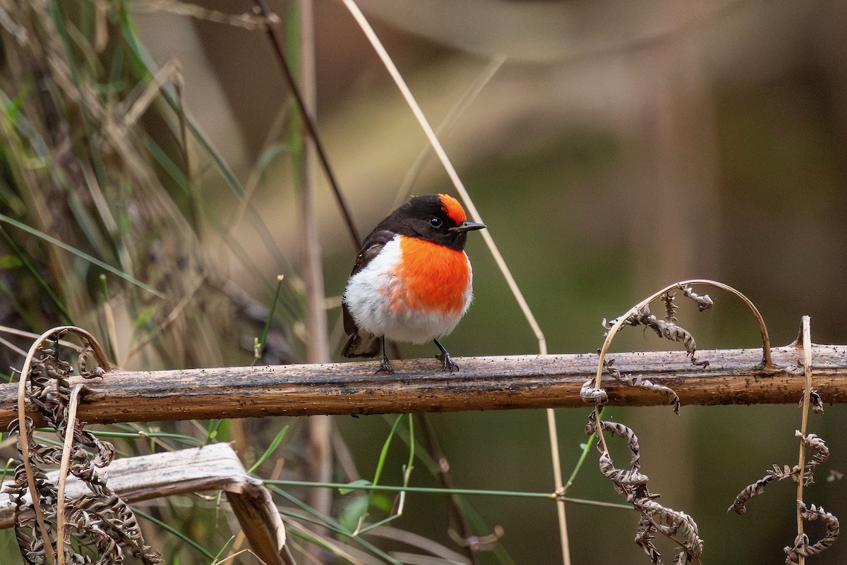 Red-capped Robin - ML643274204