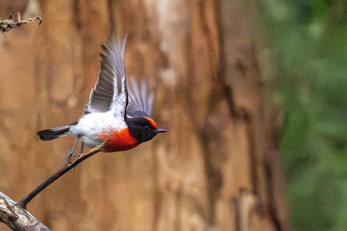 Red-capped Robin - ML643274205