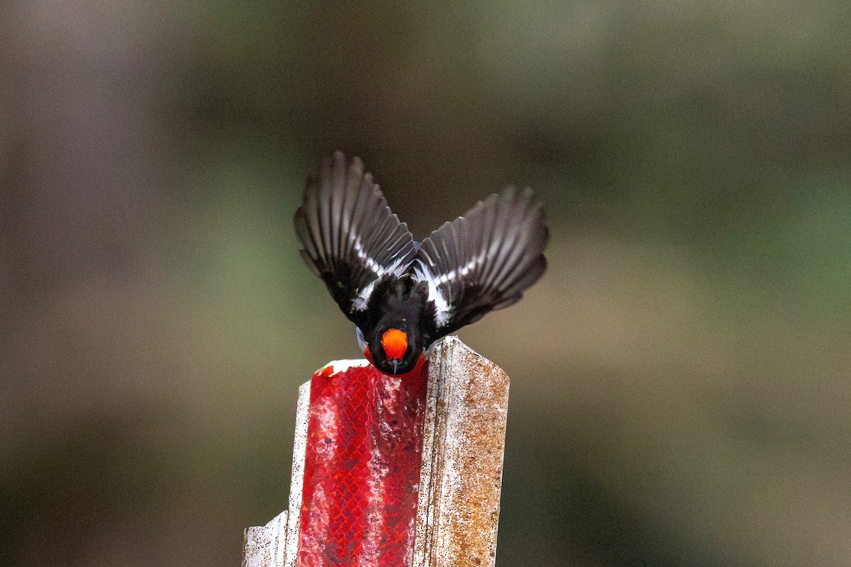 Red-capped Robin - ML643274206