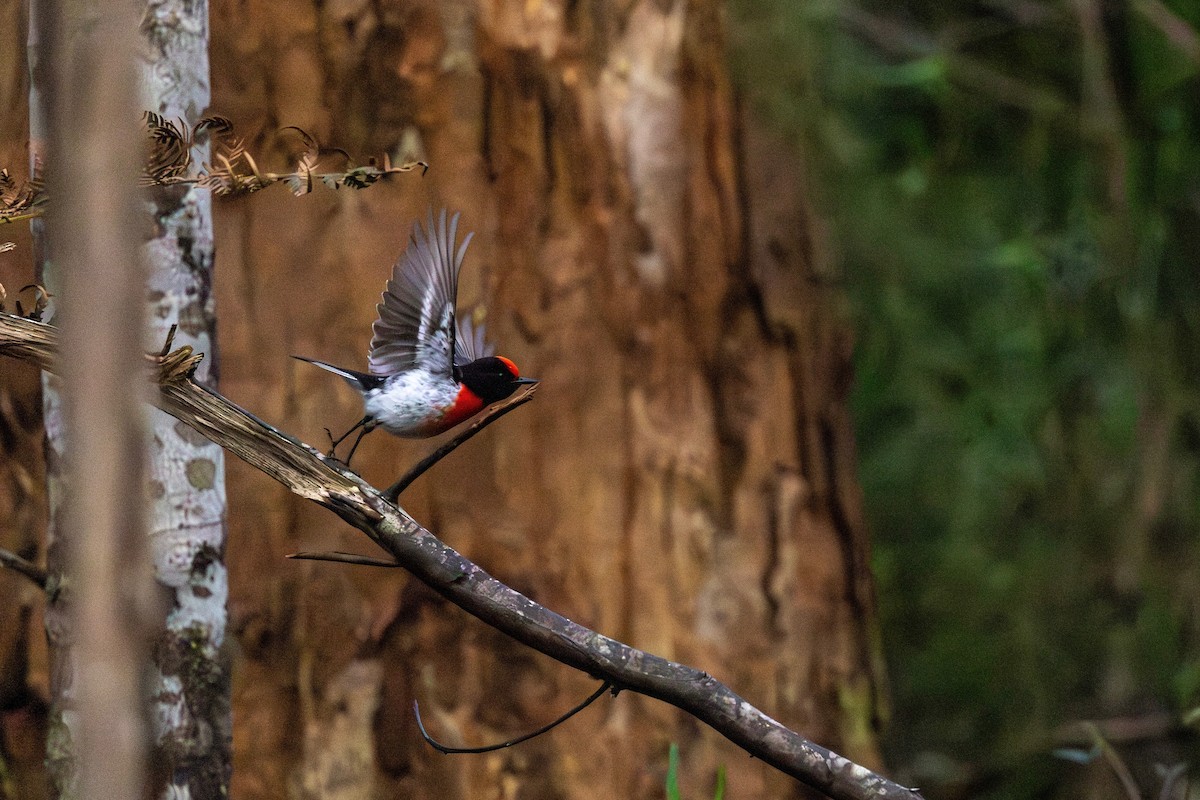 Red-capped Robin - ML643274207