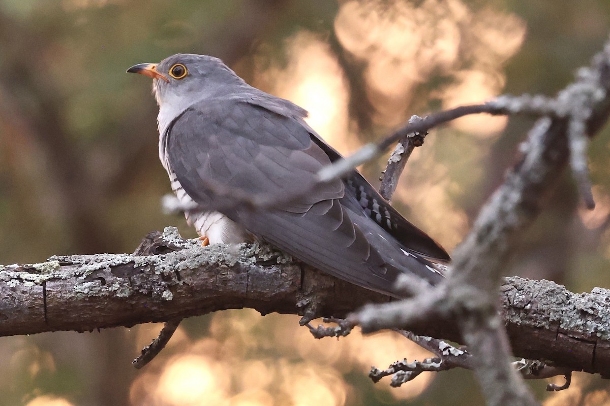 African Cuckoo - ML643274213
