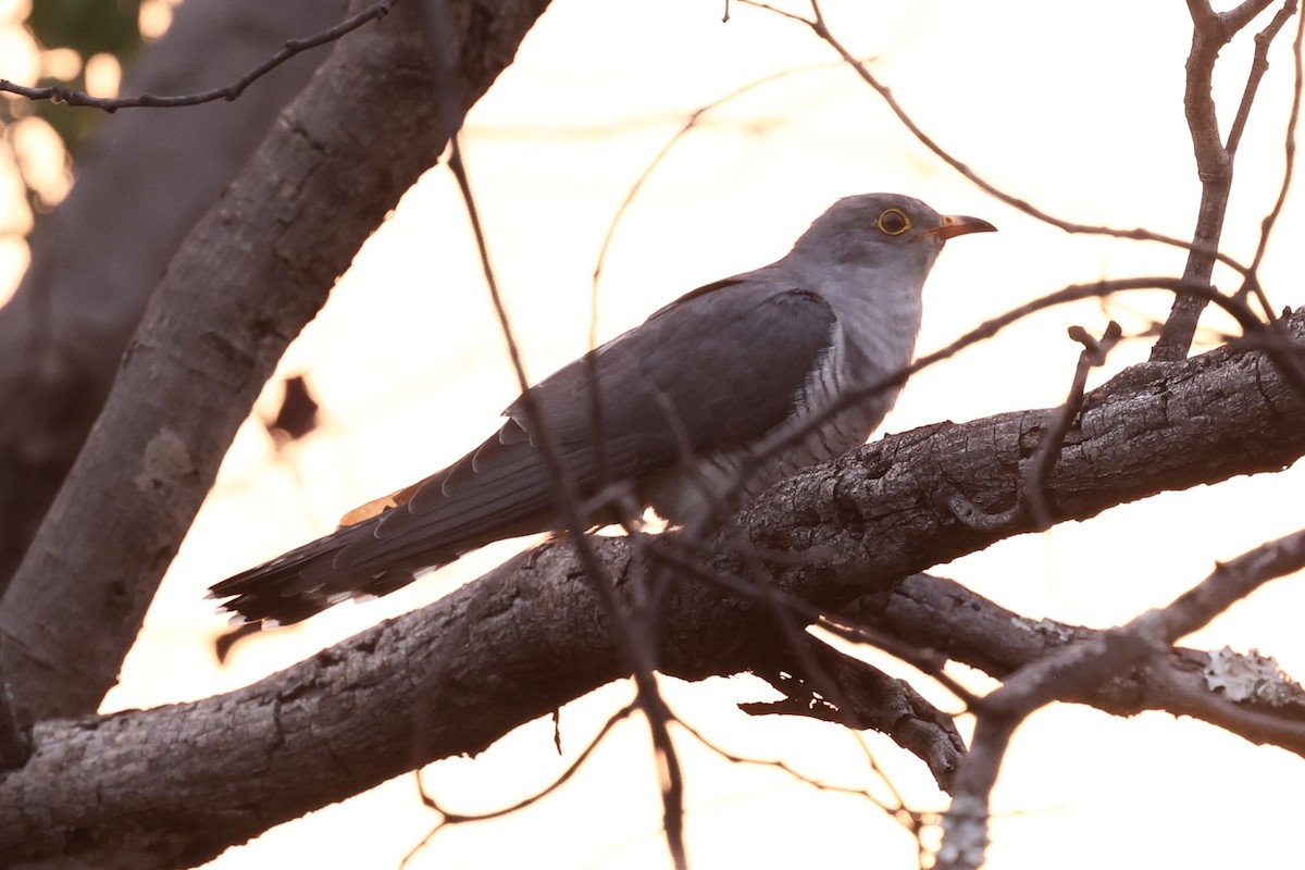 African Cuckoo - ML643274218