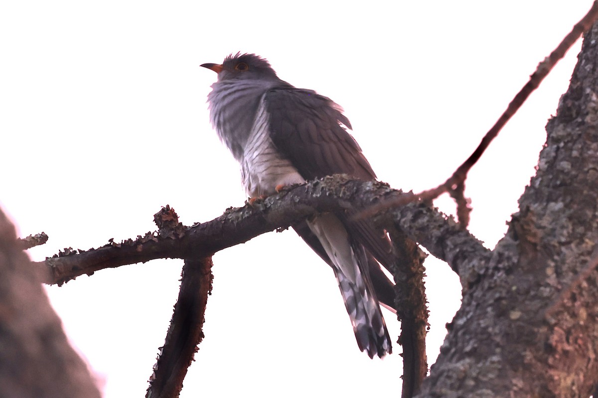 African Cuckoo - ML643274219