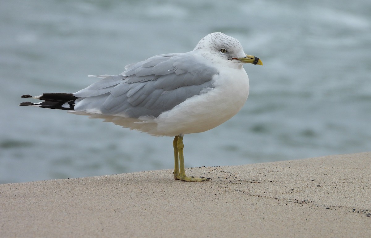 Ring-billed Gull - ML643274222