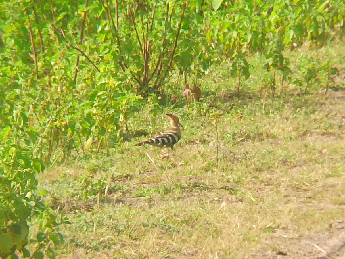 Common Hoopoe - ML643274225