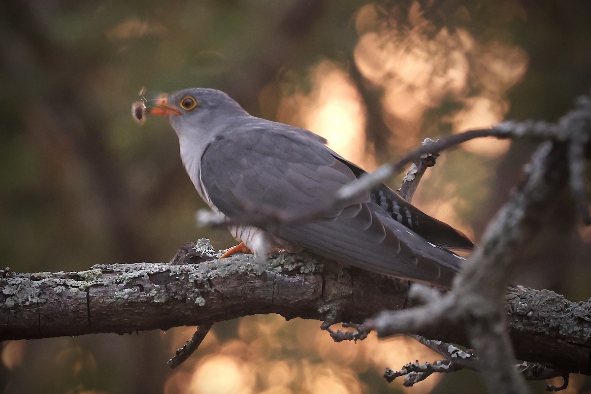 African Cuckoo - ML643274244