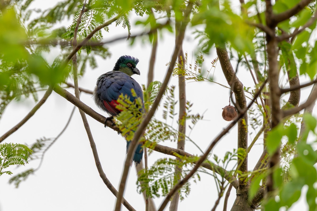 Purple-crested Turaco - ML643274249