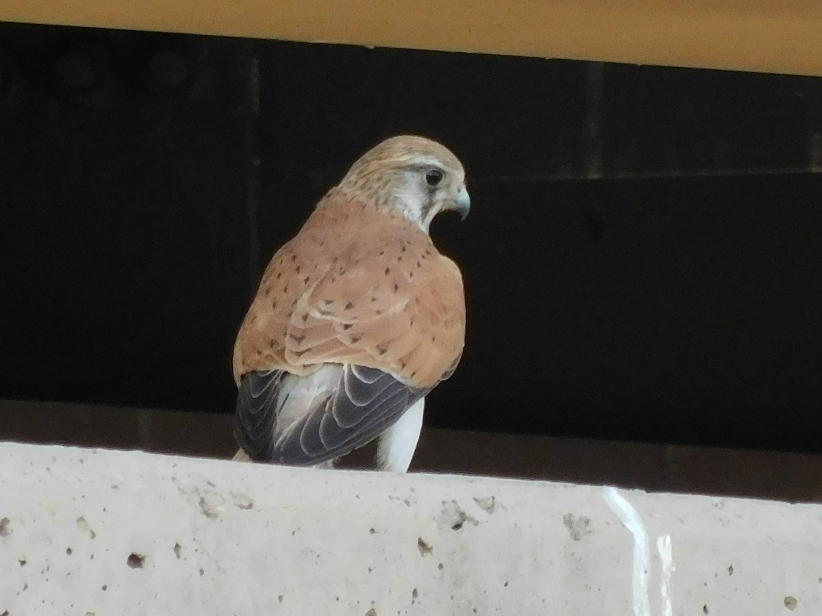Crécerelle d'Australie - ML643274252