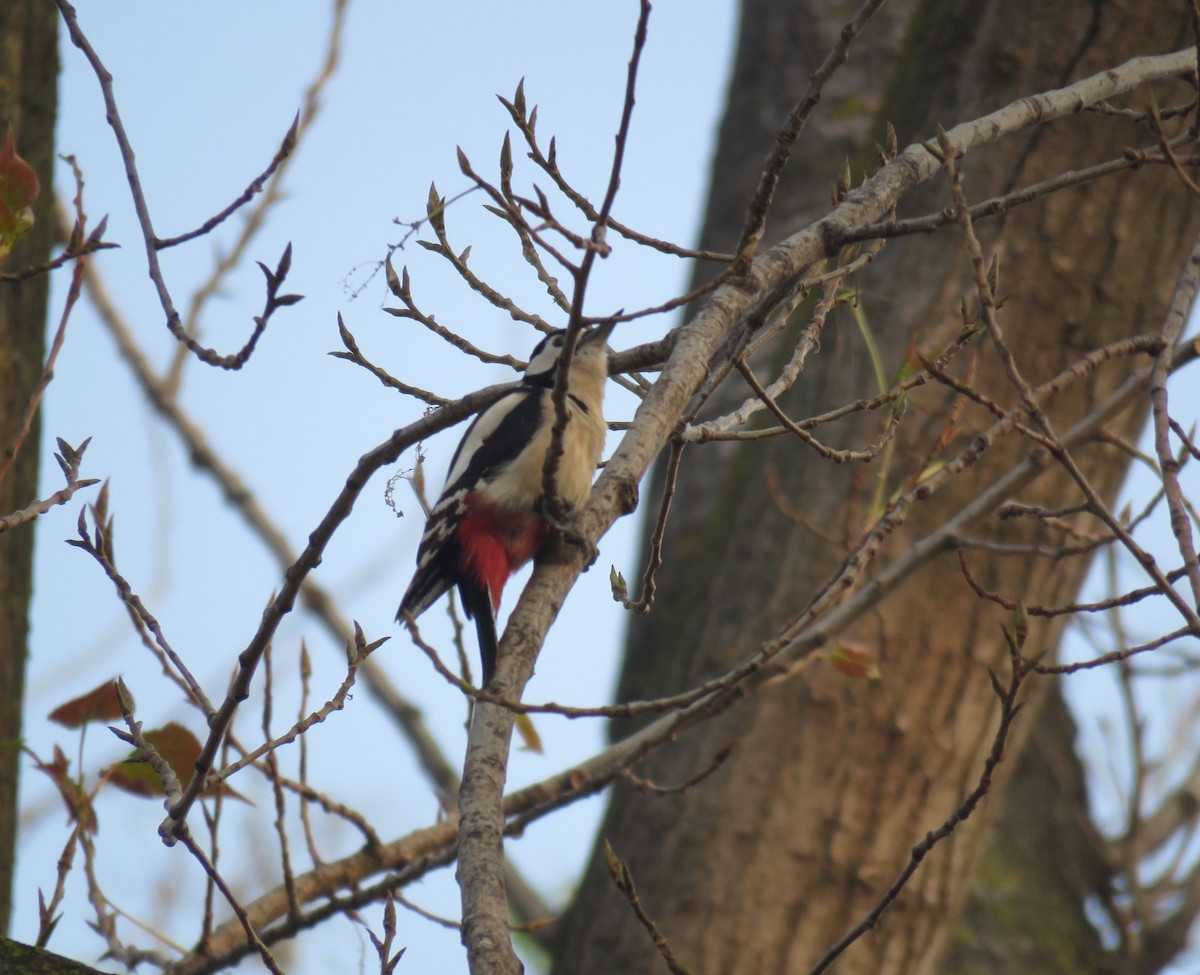 Great Spotted Woodpecker - ML643274258