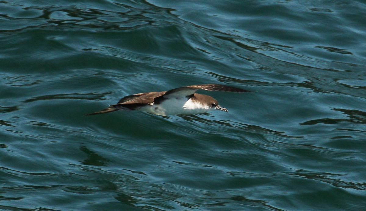 Galapagos Shearwater - ML643274271