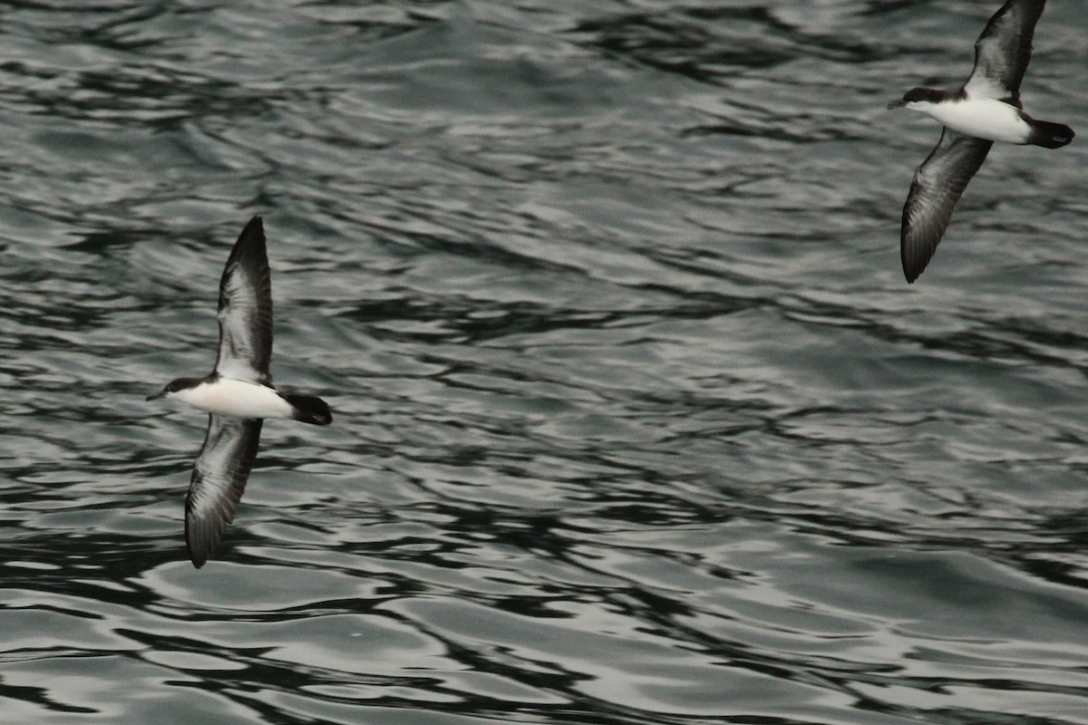 Galapagos Shearwater - ML643274272