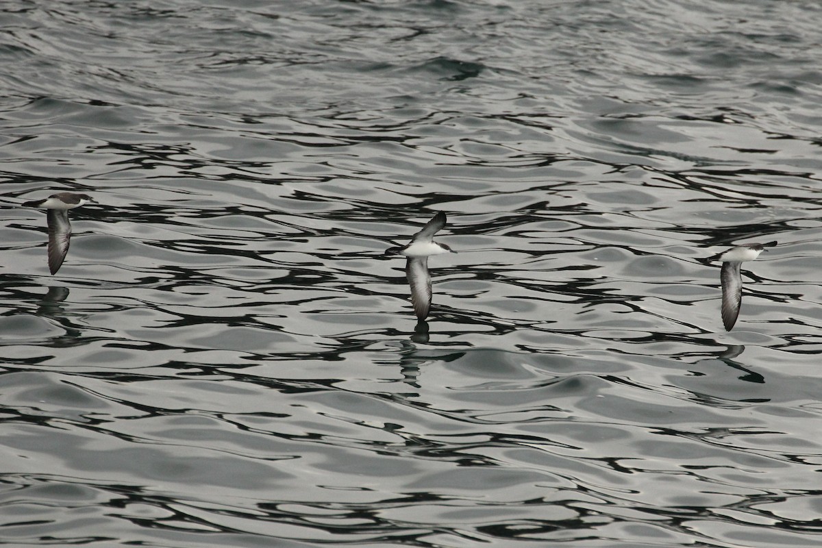 Galapagos Shearwater - ML643274273