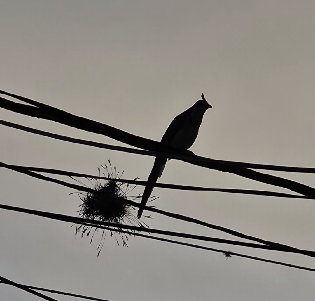 White-throated Magpie-Jay - ML643274275