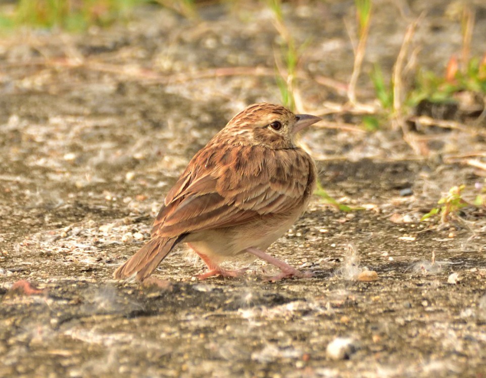 Indian Bushlark - ML643274335