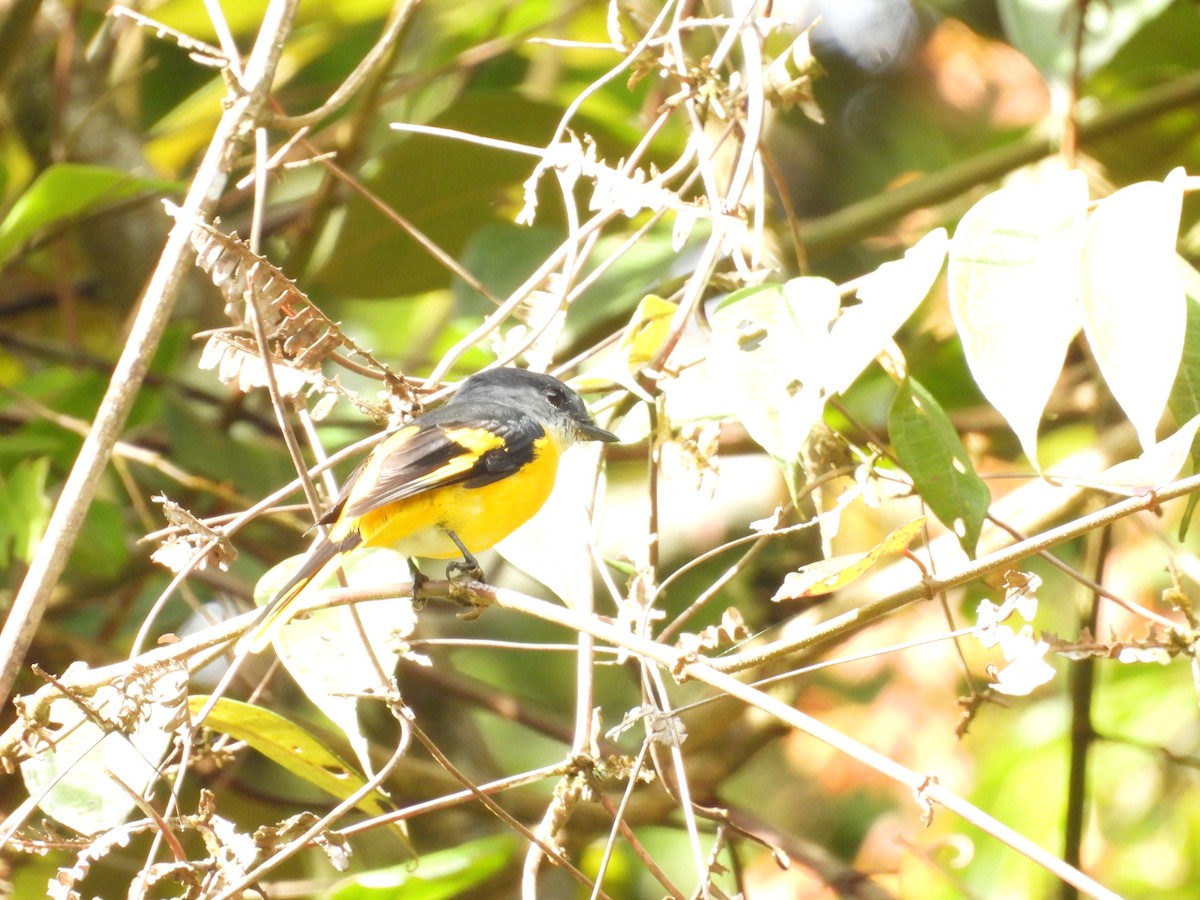 Gray-chinned Minivet - ML643274347