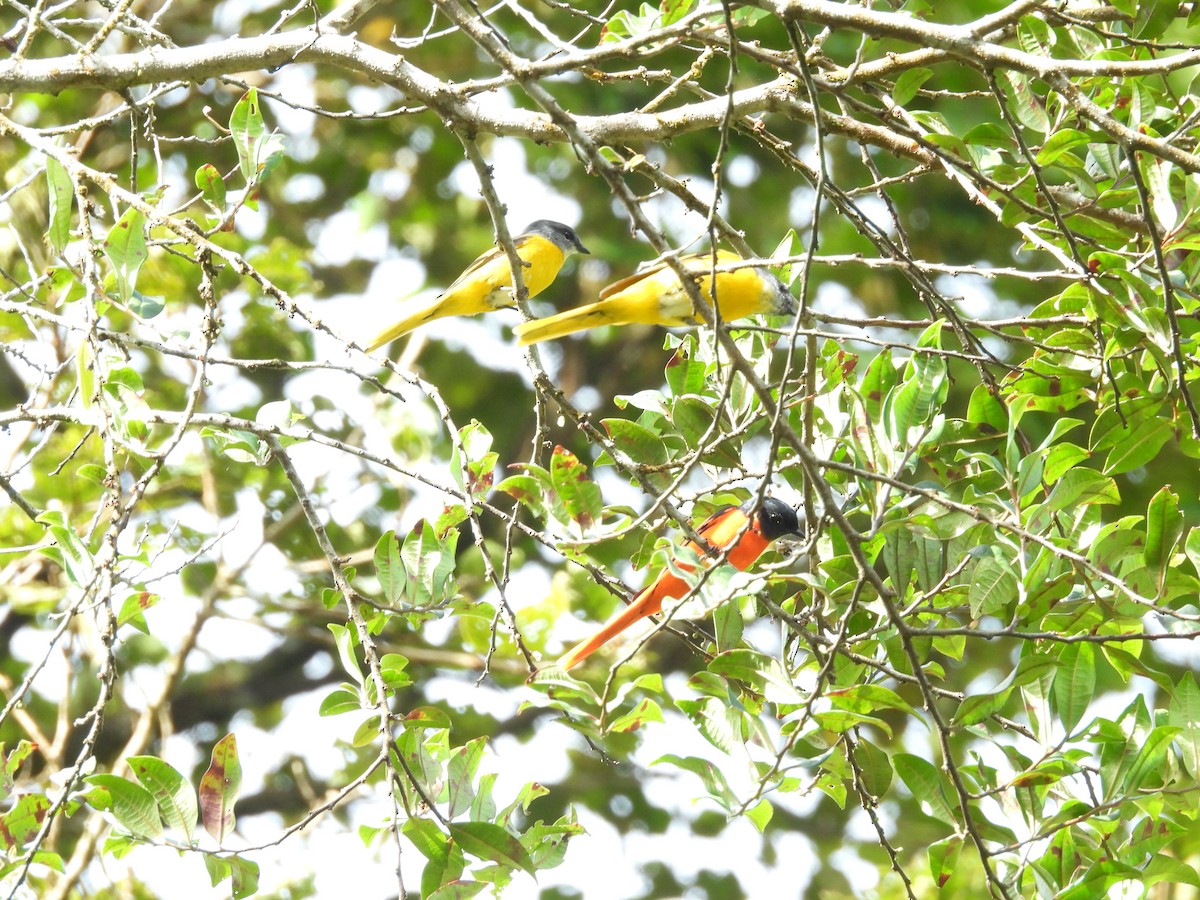 Gray-chinned Minivet - ML643274348