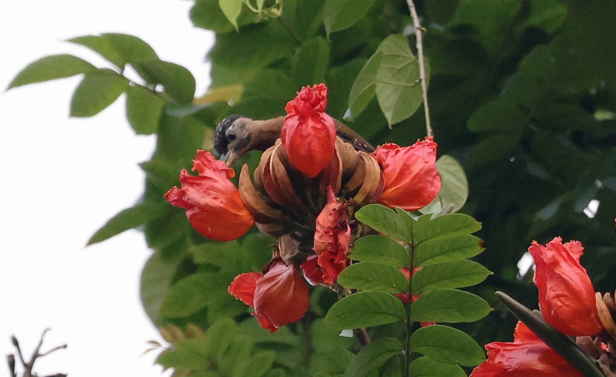 Laced Woodpecker - ML643274385