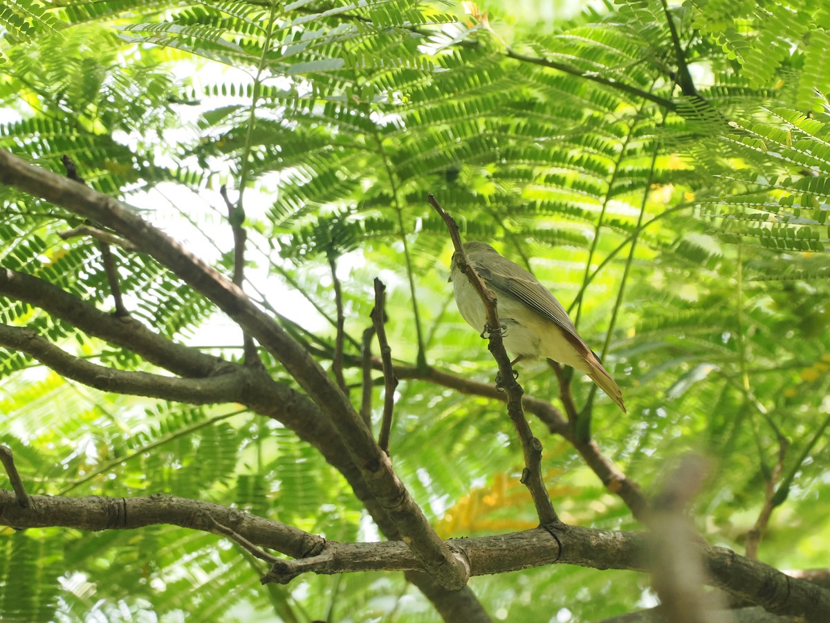 Rusty-tailed Flycatcher - ML643274395