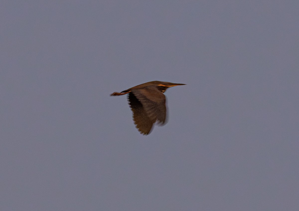 Black Bittern - ML643274400