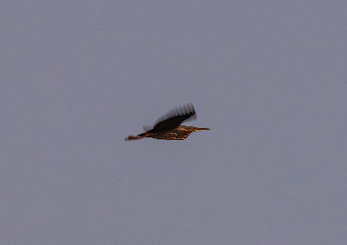 Black Bittern - ML643274401