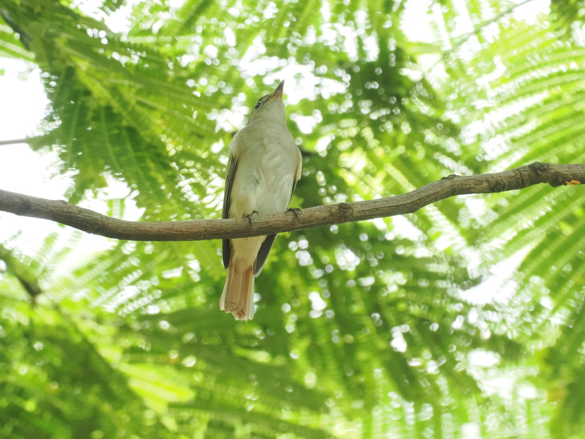 Rusty-tailed Flycatcher - ML643274404