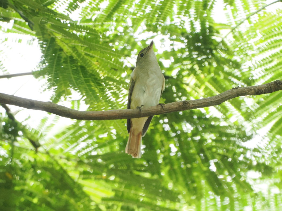Rusty-tailed Flycatcher - ML643274408