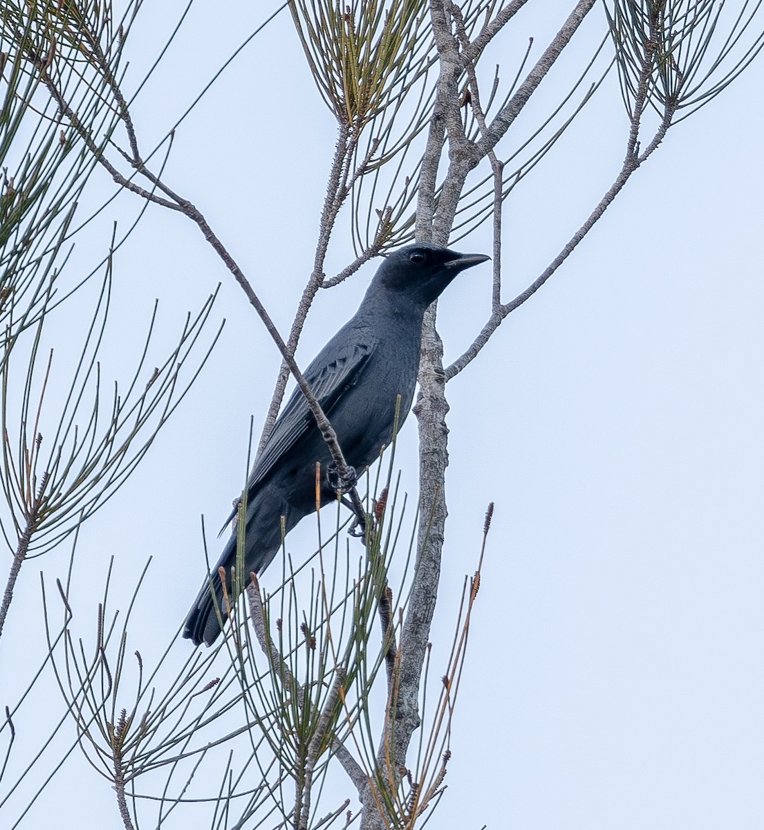 Sahul Cicadabird - ML643274410