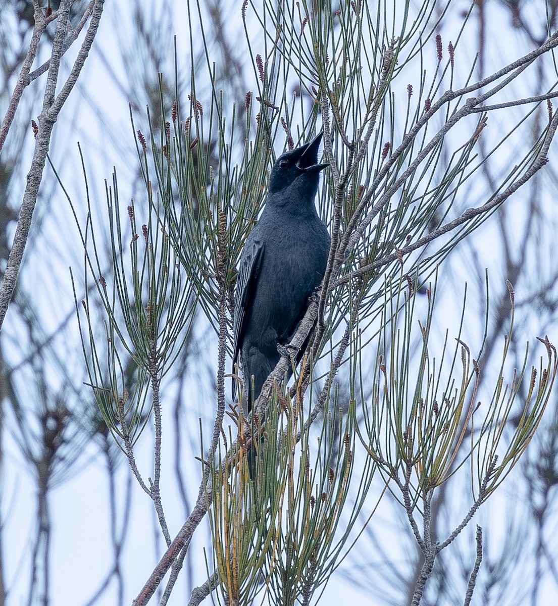 Sahul Cicadabird - ML643274411