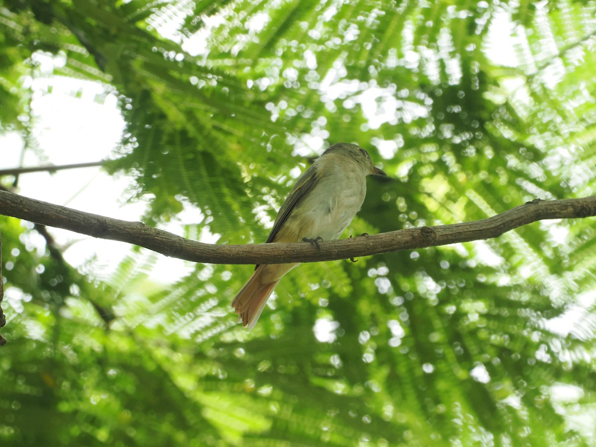 Rusty-tailed Flycatcher - ML643274412