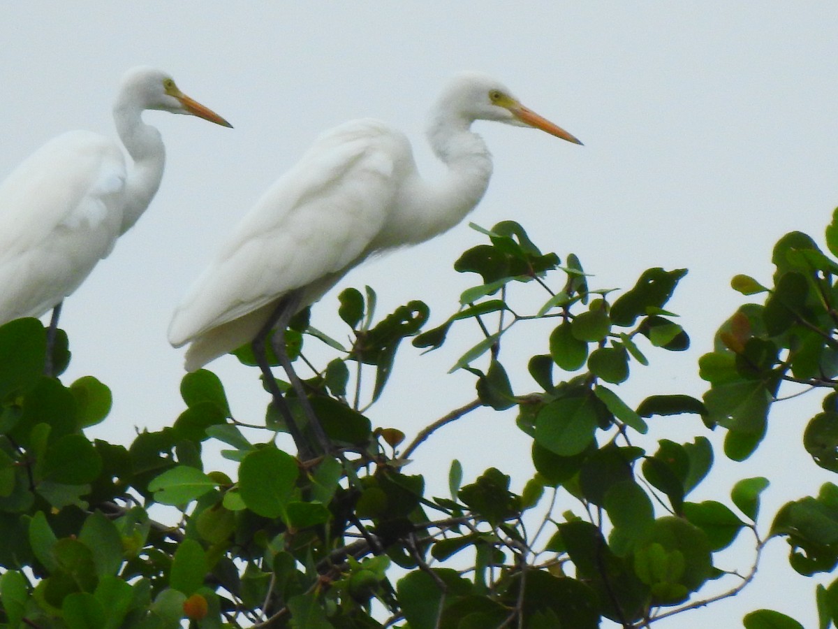 Medium Egret - ML643274429