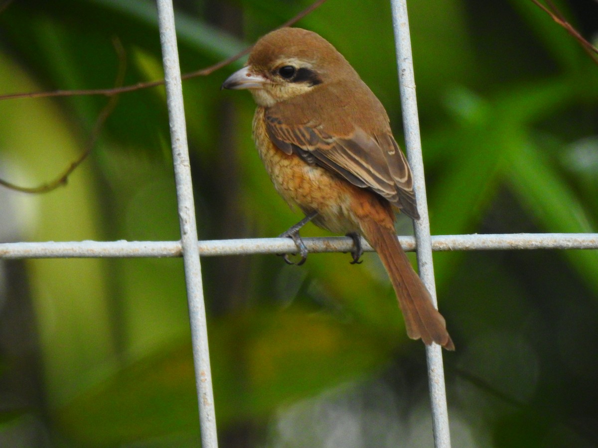 Brown Shrike - ML643274434