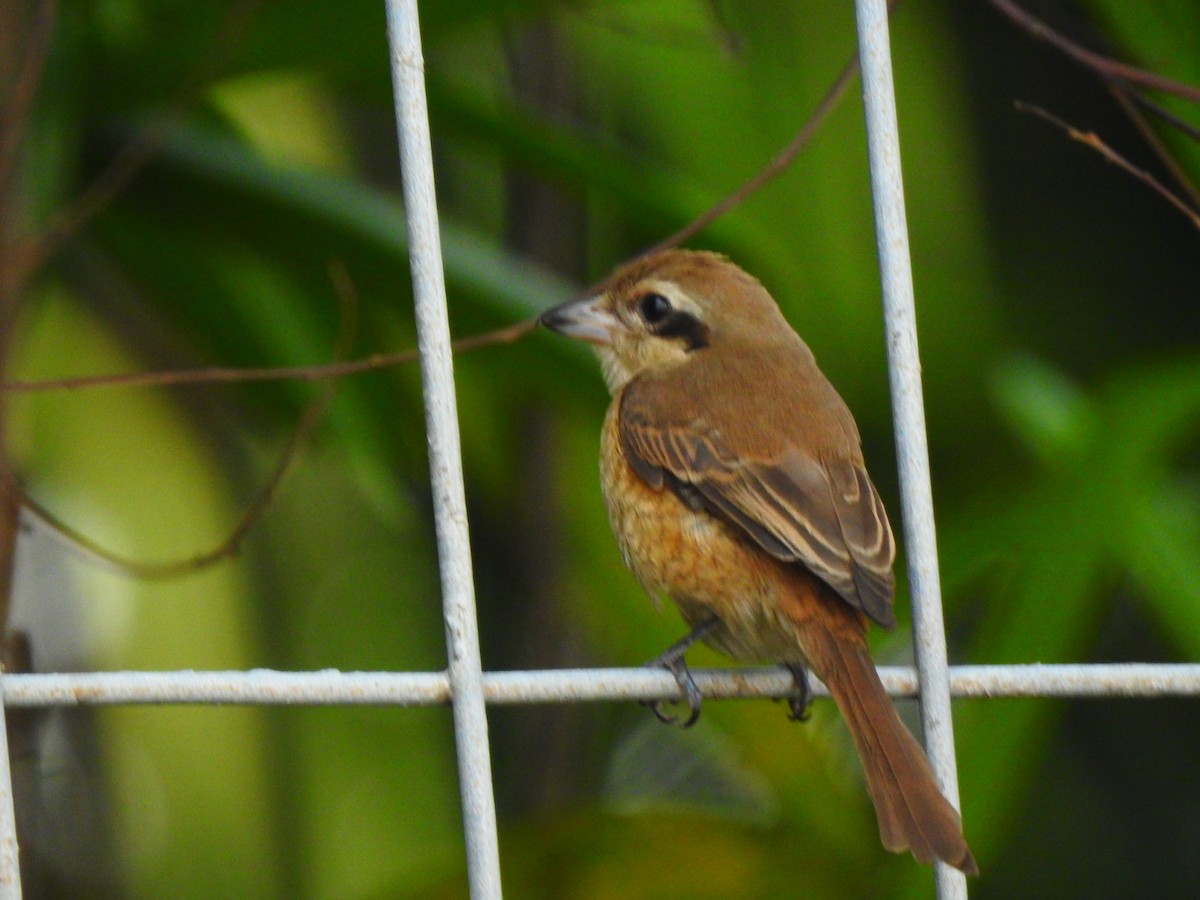 Brown Shrike - ML643274435
