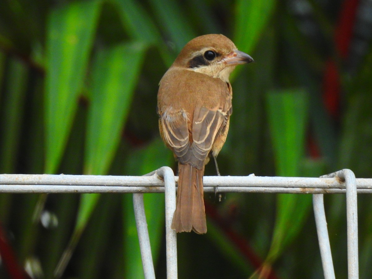 Brown Shrike - ML643274436