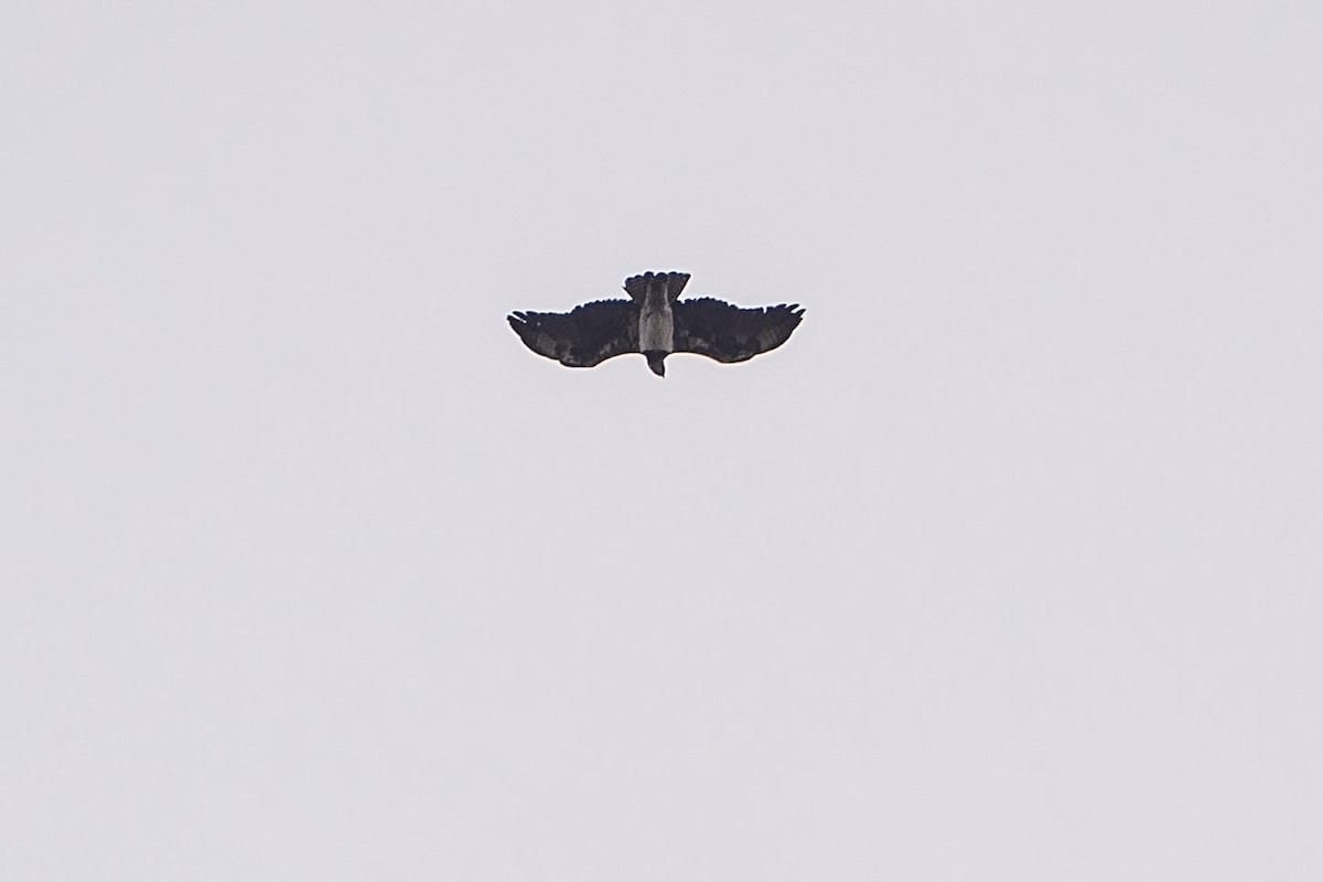 Martial Eagle - ML643274439