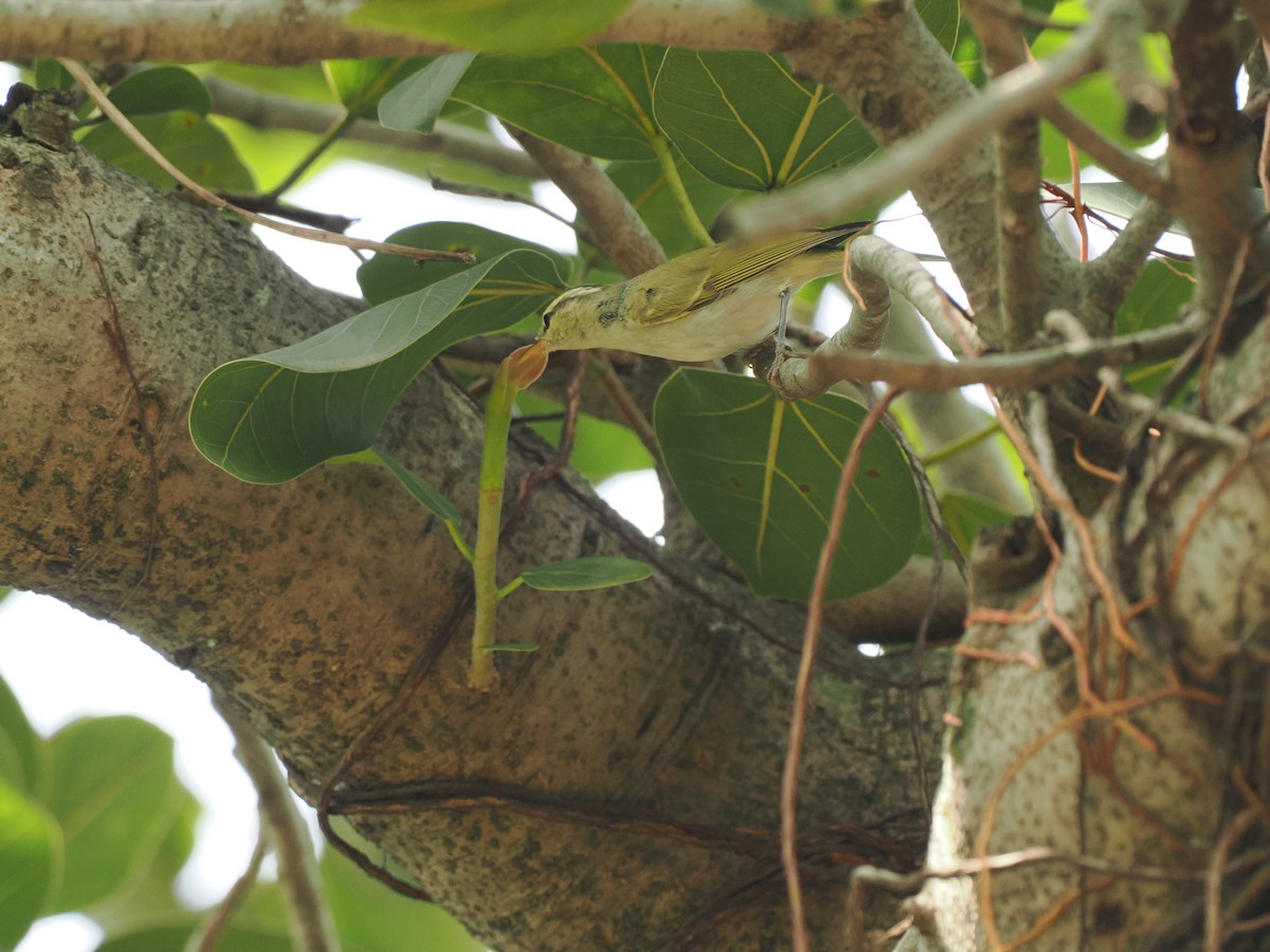 Western Crowned Warbler - ML643274440