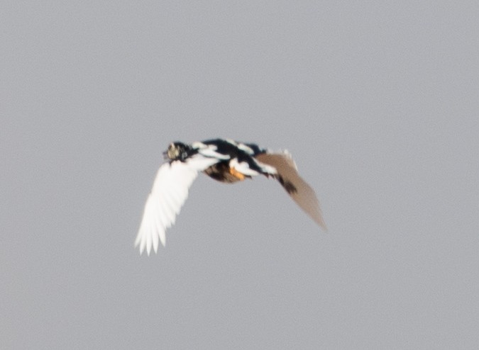 Canard musqué - ML643274446