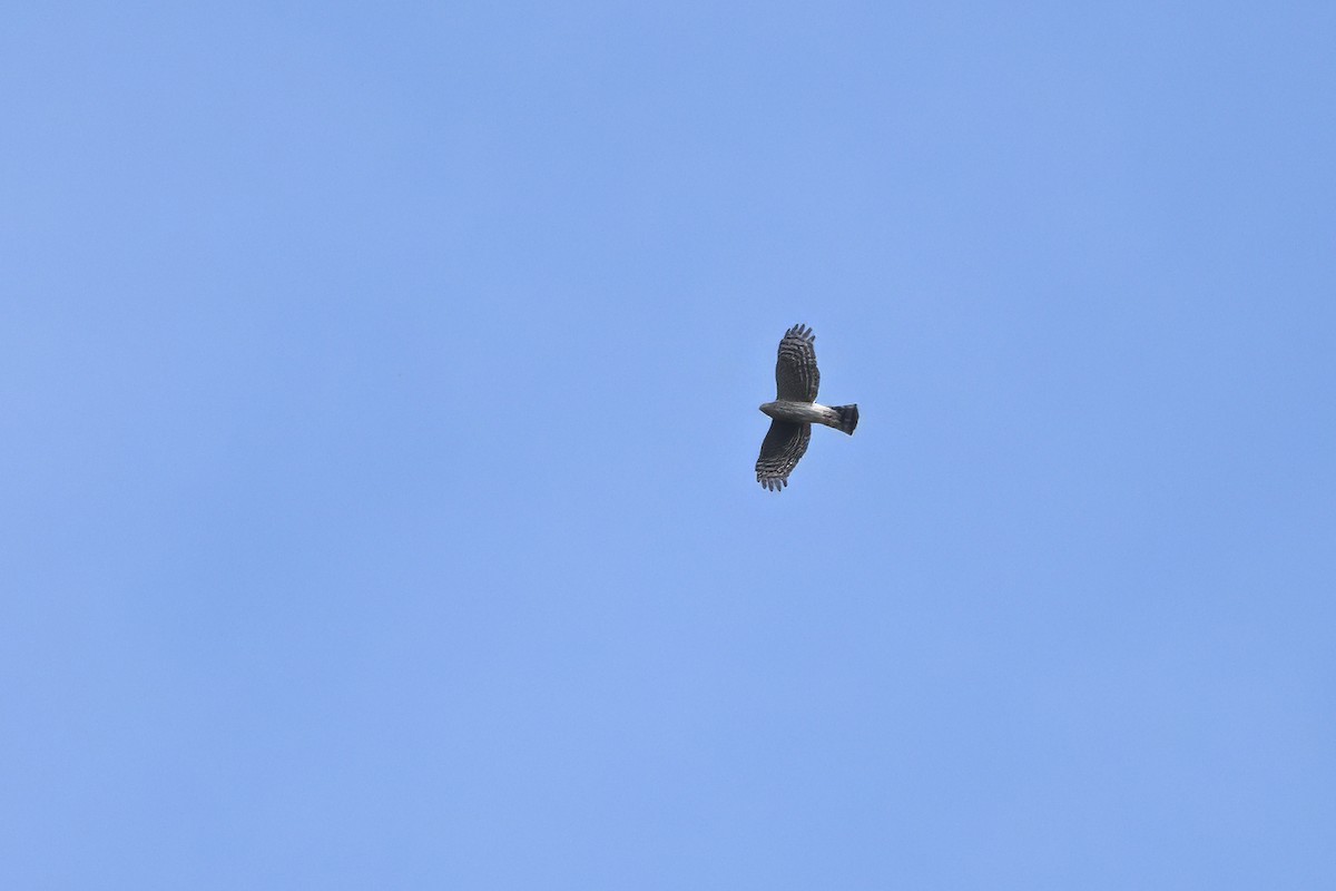 Sharp-shinned Hawk (Northern) - ML643274458