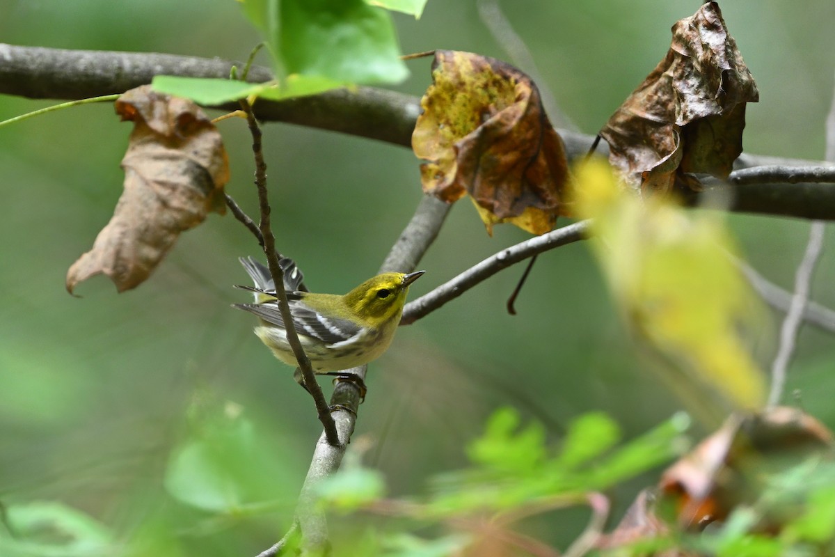 Black-throated Green Warbler - ML643274465