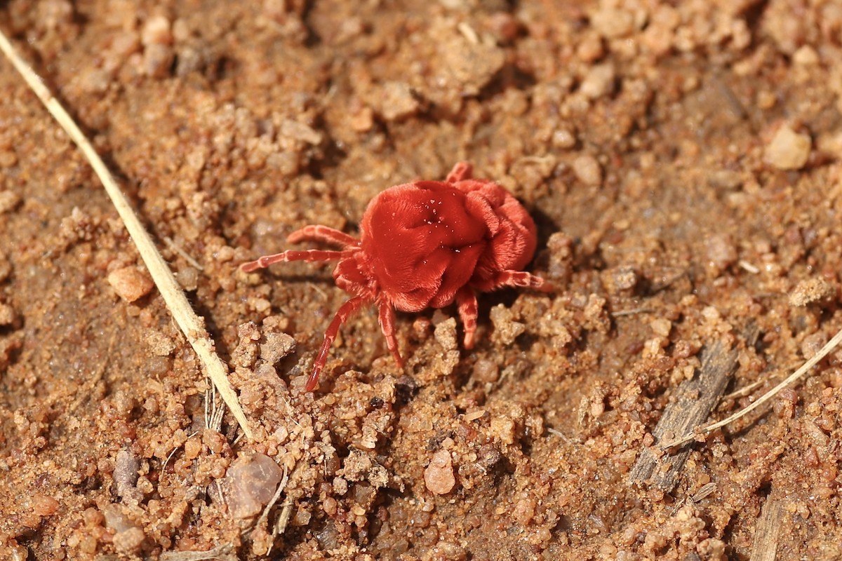 Trombidiform Mites - ML643274478